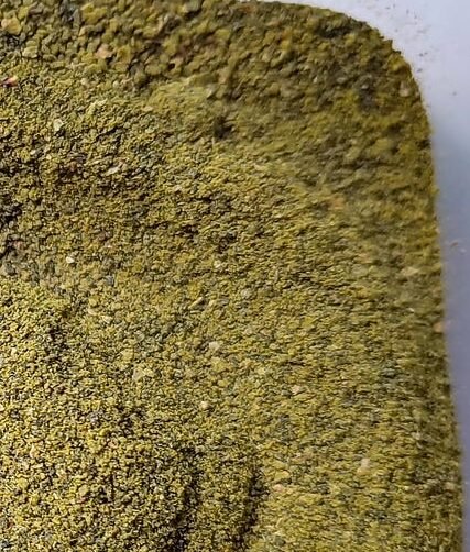 Peyote cactus powder for sale