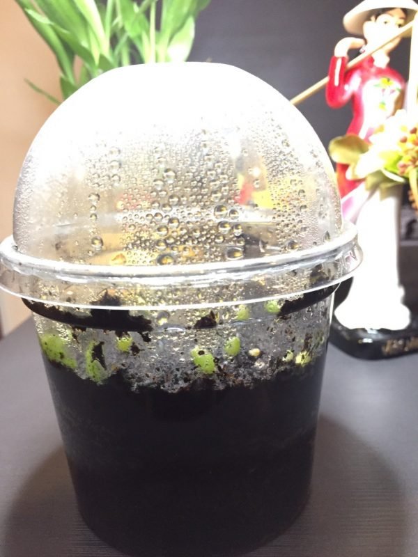 Germination Kit - Image 2