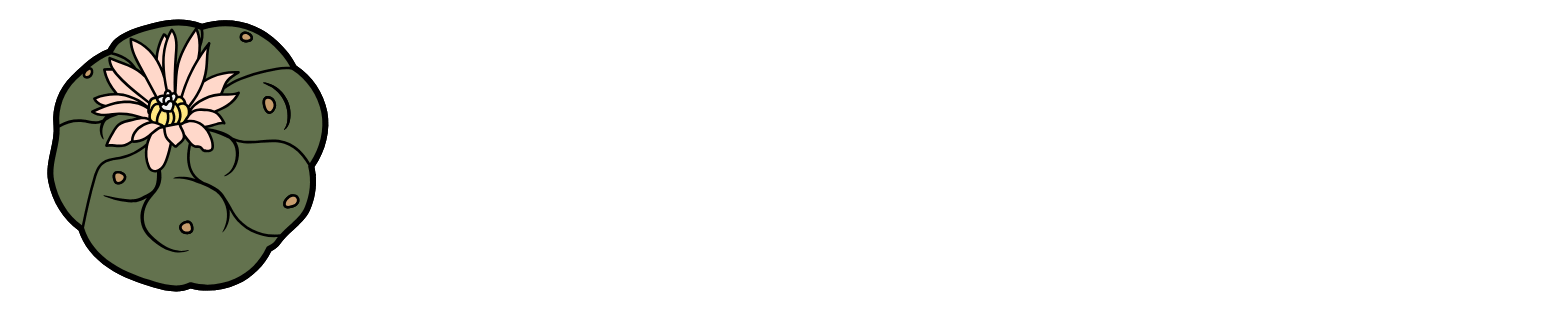 Peyote Cactus for sale